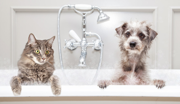 Výber nástennej pákovej batérie – kde začať?